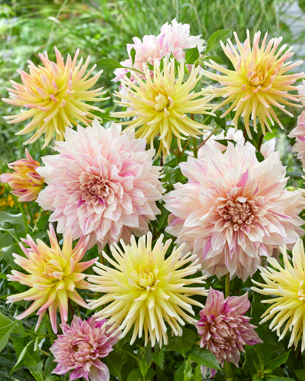 Dahlia collection 'Banana Latte'