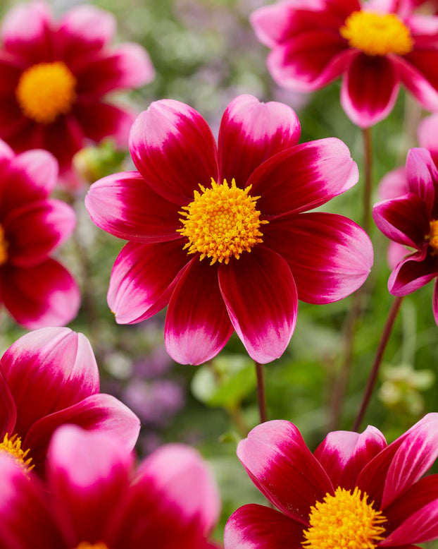 Dahlia 'Bashful'