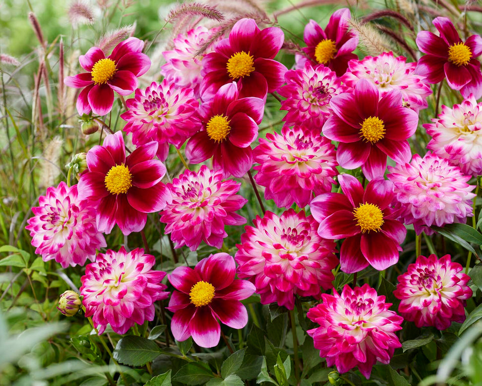 Dahlia 'Bashful'