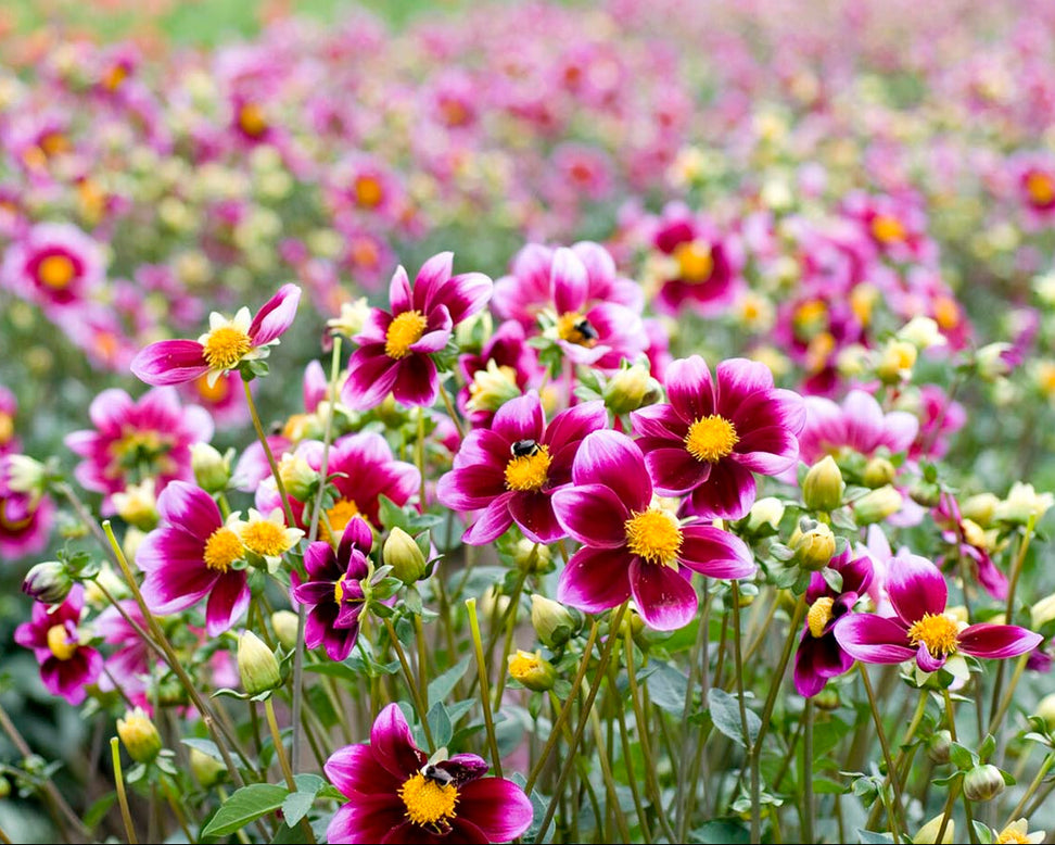 Dahlia 'Bashful'