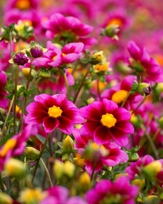 Dahlia 'Bashful'