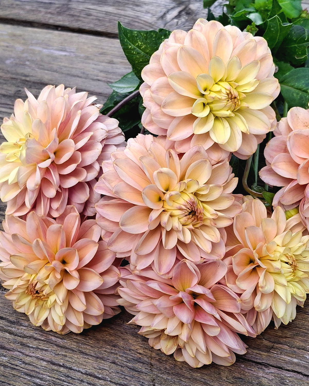 Dahlia 'Bazuin Candy'
