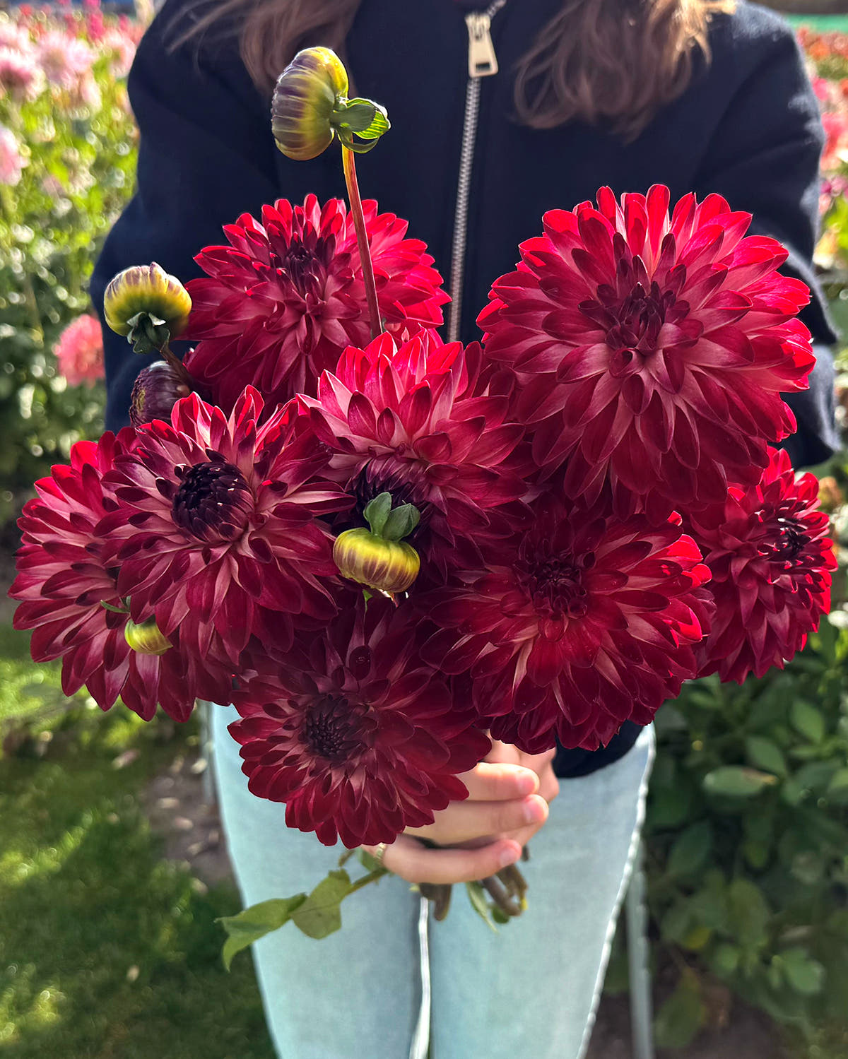 Dahlia 'Bazuin Fyr'