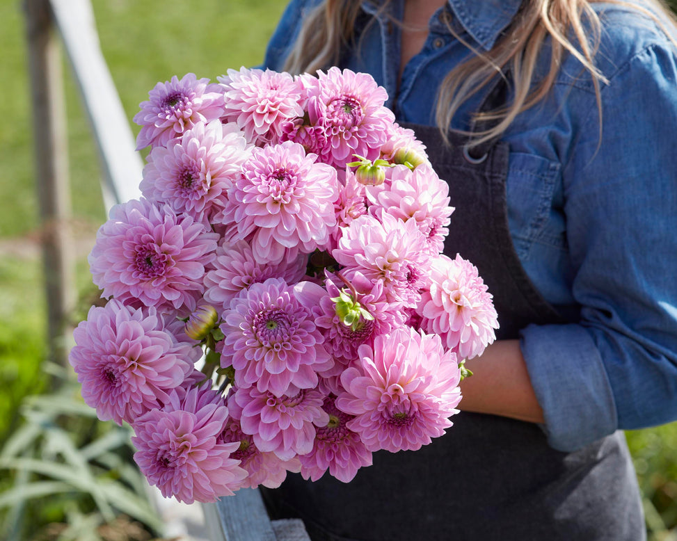 Dahlia 'Bazuin Lavender'