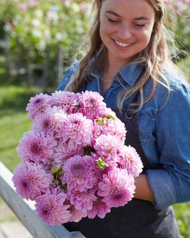 Dahlia 'Bazuin Lavender'