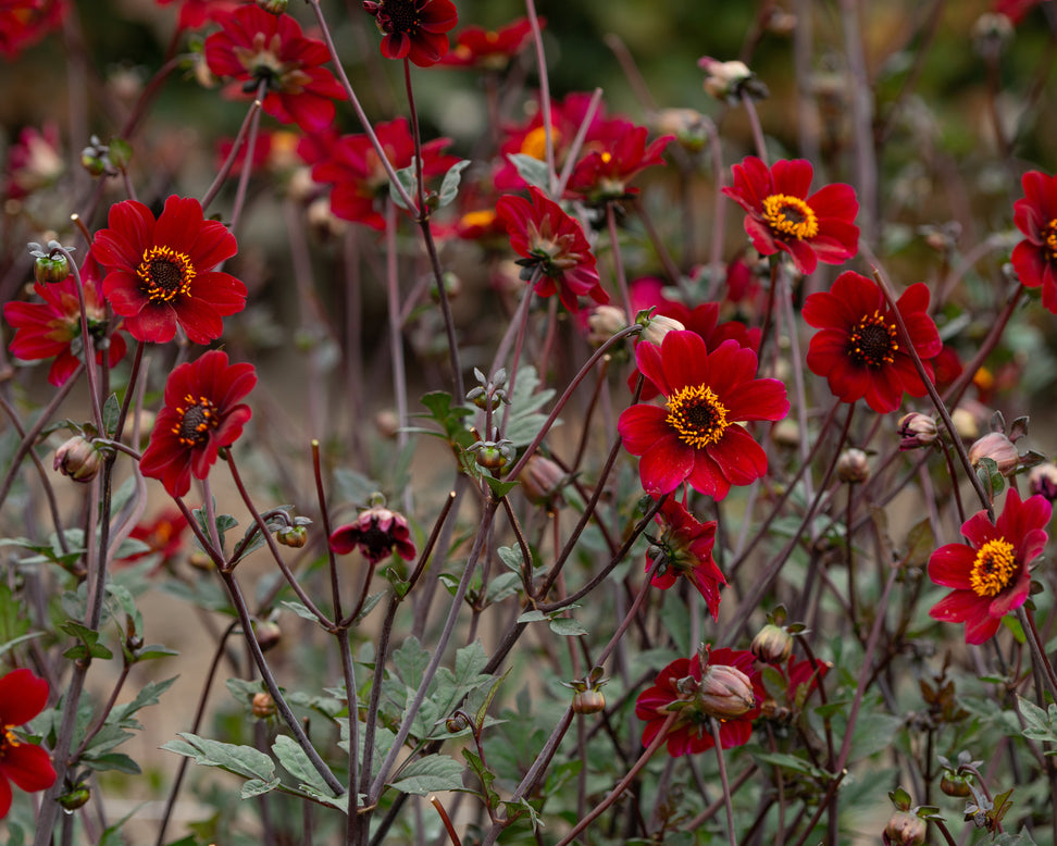 Dahlia 'Bishop of Auckland'