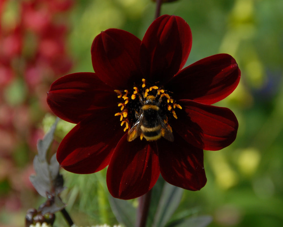 Dahlia 'Bishop of Auckland'