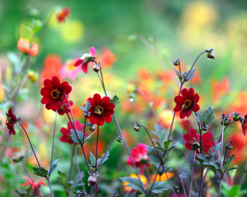 Dahlia 'Bishop of Auckland'