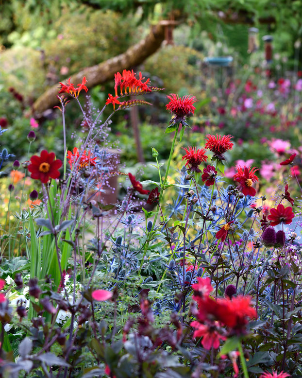 Dahlia 'Bishop of Auckland'