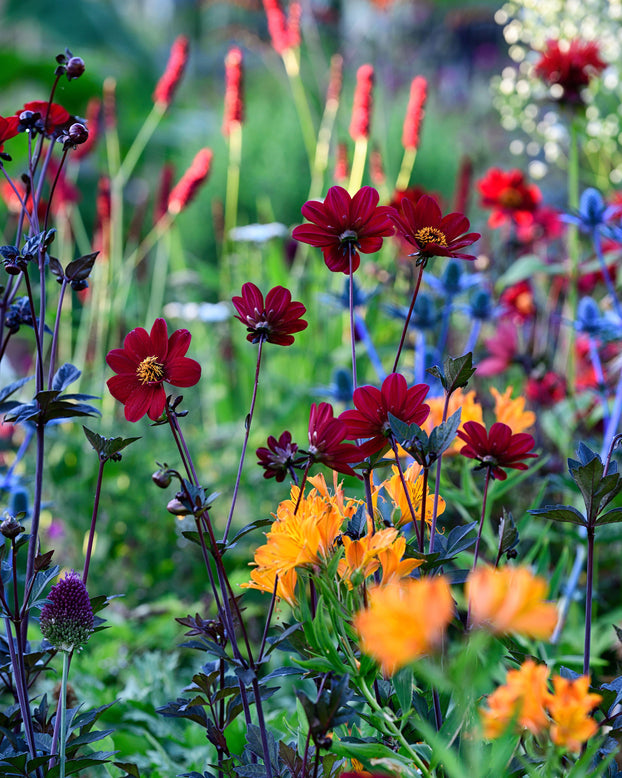 Dahlia 'Bishop of Auckland'