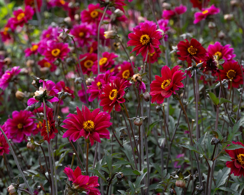 Dahlia 'Bishop of Canterbury'