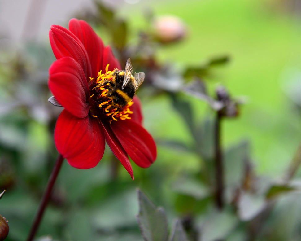Dahlia 'Bishop of Canterbury'