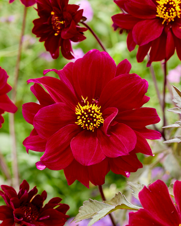 Dahlia 'Bishop of Canterbury'