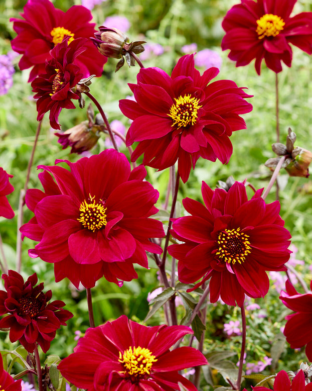 Dahlia 'Bishop of Canterbury'