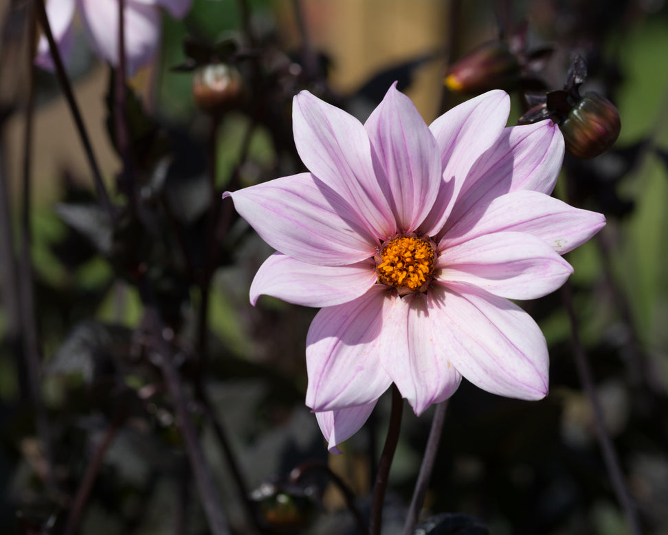 Dahlia 'Bishop of Leicester'