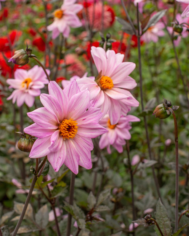 Dahlia 'Bishop of Leicester'