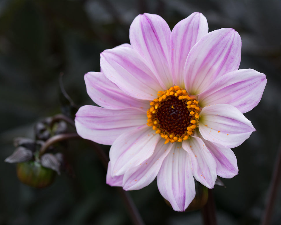 Dahlia 'Bishop of Leicester'