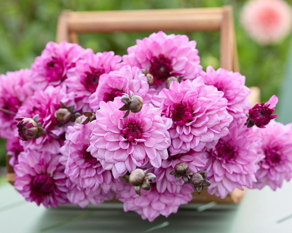 Dahlia 'Bizon Purple Lady'