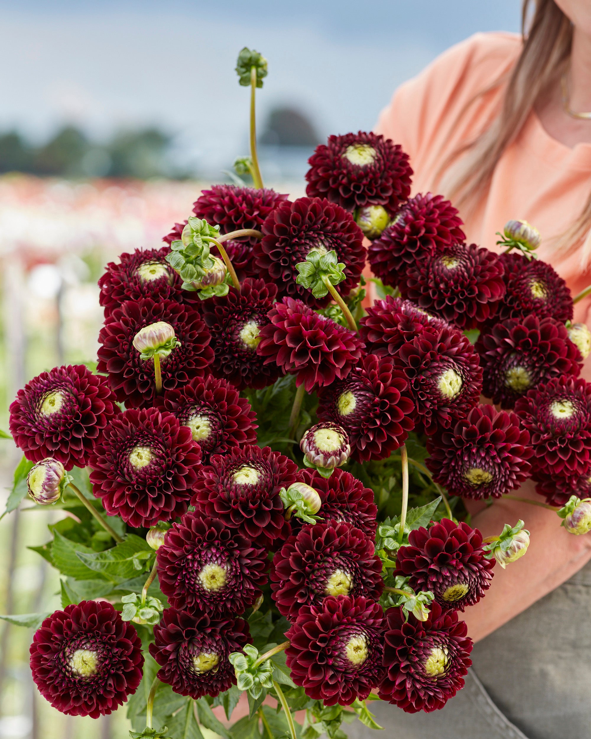 Dahlia 'Black Pierre' tubers — Buy online at Farmer Gracy UK