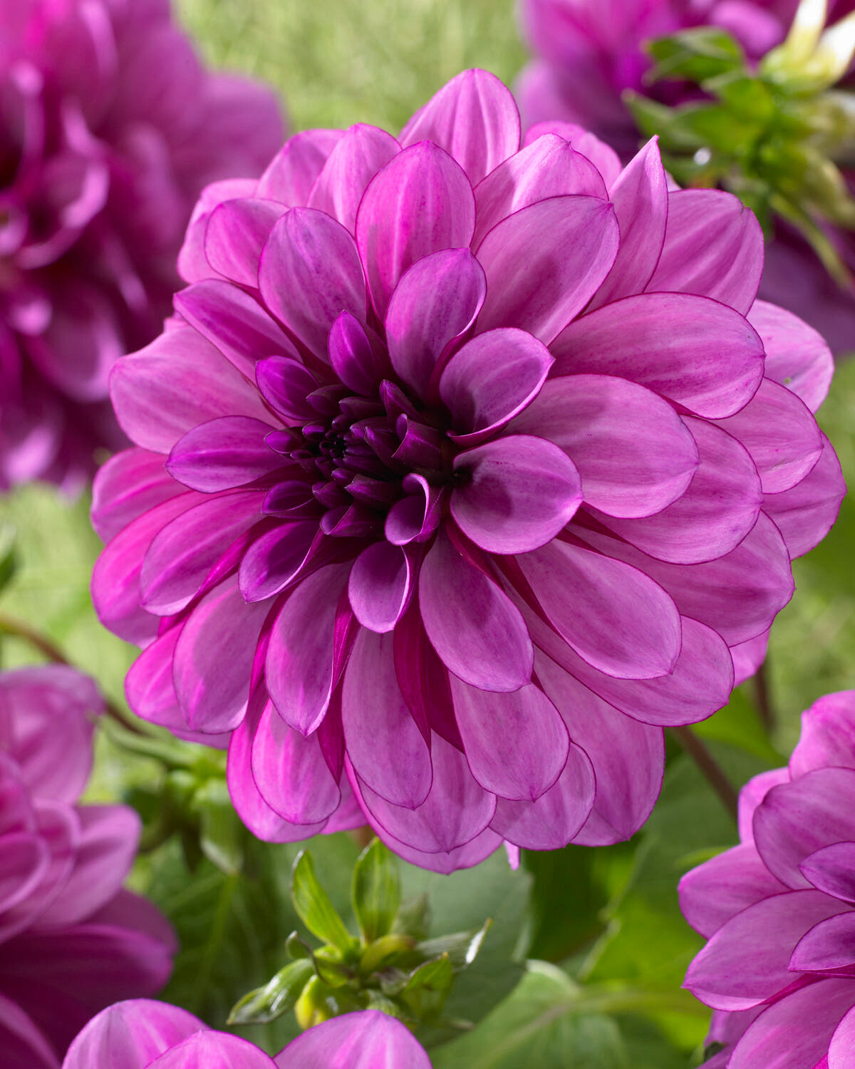Dahlia 'Blue Bell'