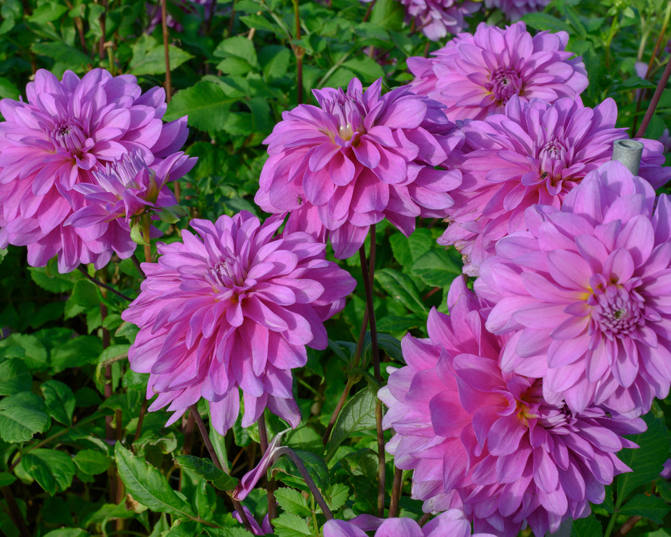 Dahlia 'Bluetiful'