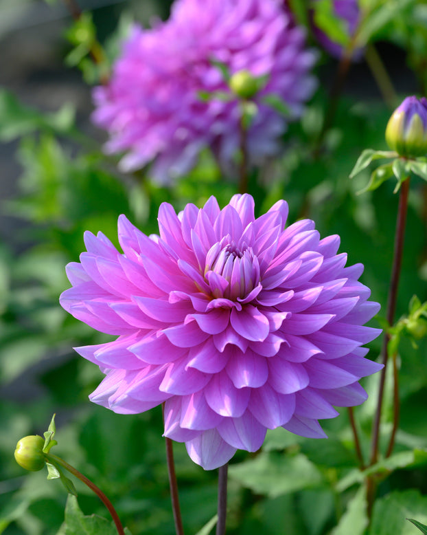 Dahlia 'Bluetiful'