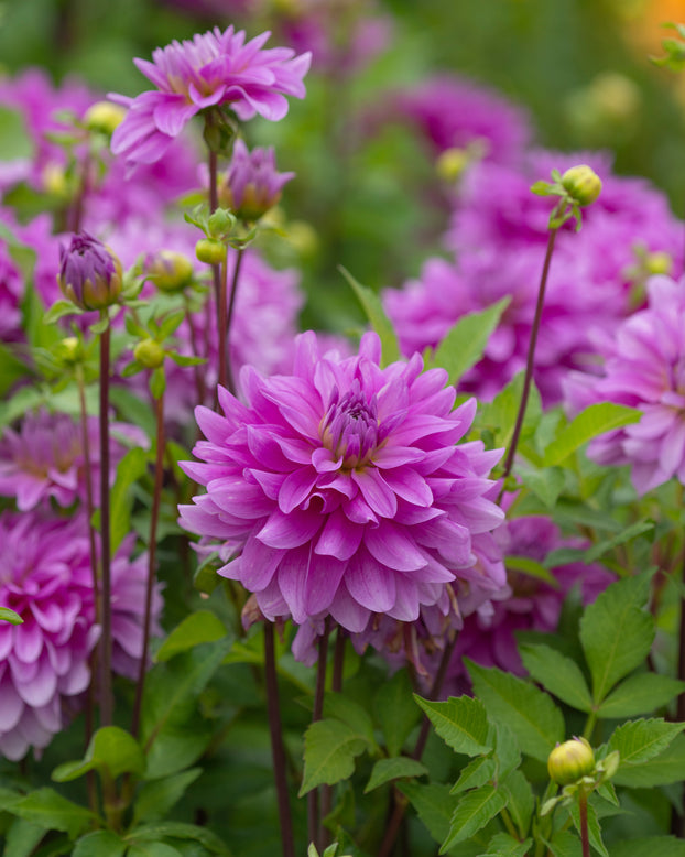 Dahlia 'Bluetiful'