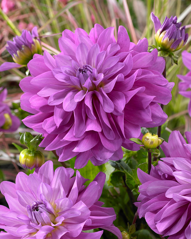 Dahlia 'Bluetiful'