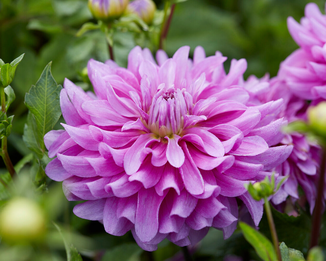 Dahlia 'Bluetiful' tubers — Buy online at Farmer Gracy UK