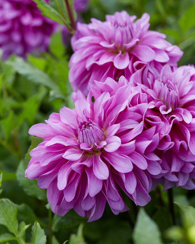 Dahlia 'Bluetiful'