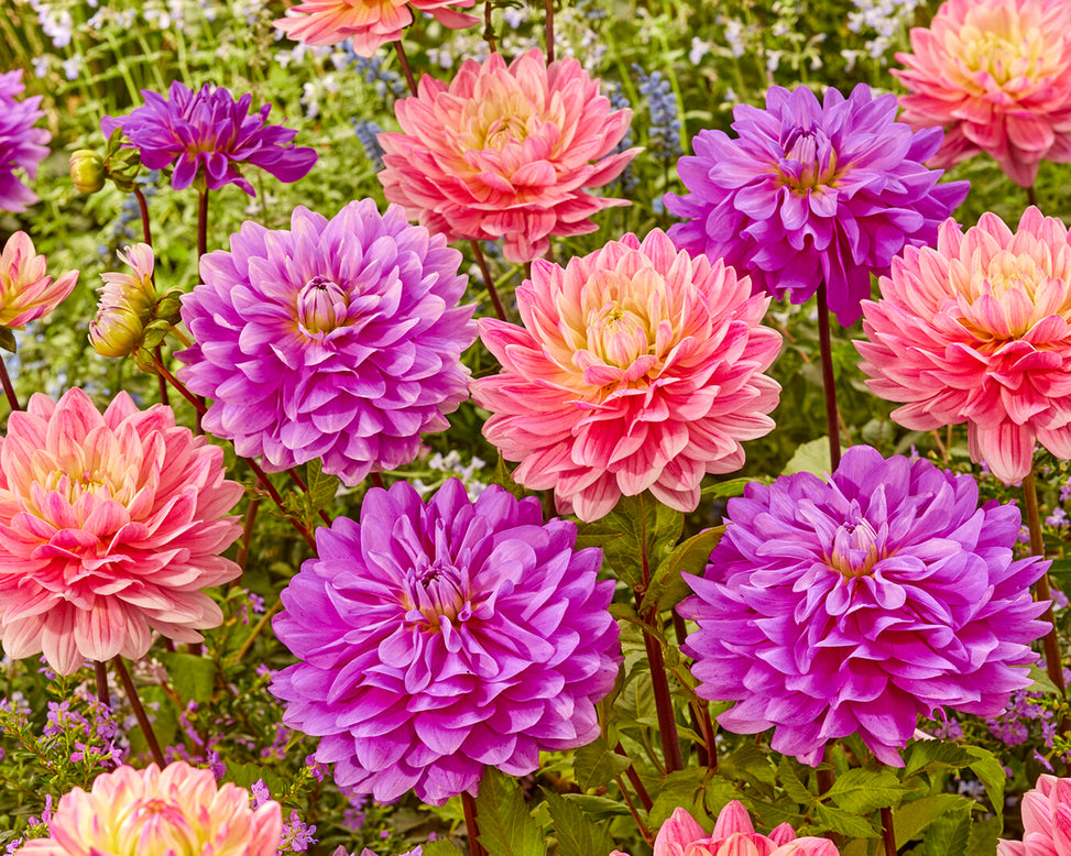 Dahlia 'Bluetiful'