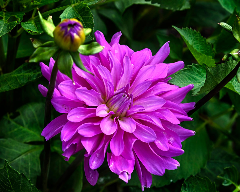 Dahlia 'Bluetiful'