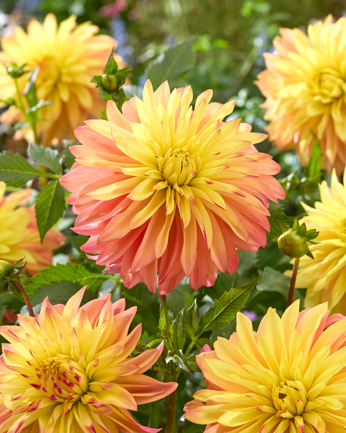 Dahlia 'Blushing Lady' tubers — Buy online at Farmer Gracy UK