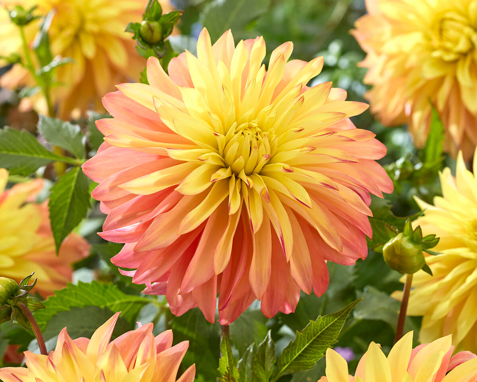 Dahlia 'Blushing Lady'