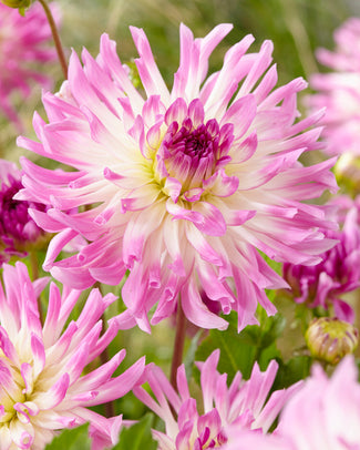 Dahlia 'Bold Accent'