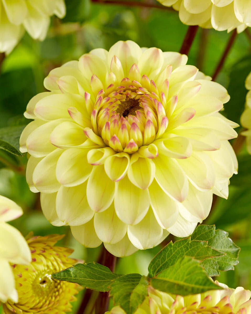 Dahlia 'Bolt'