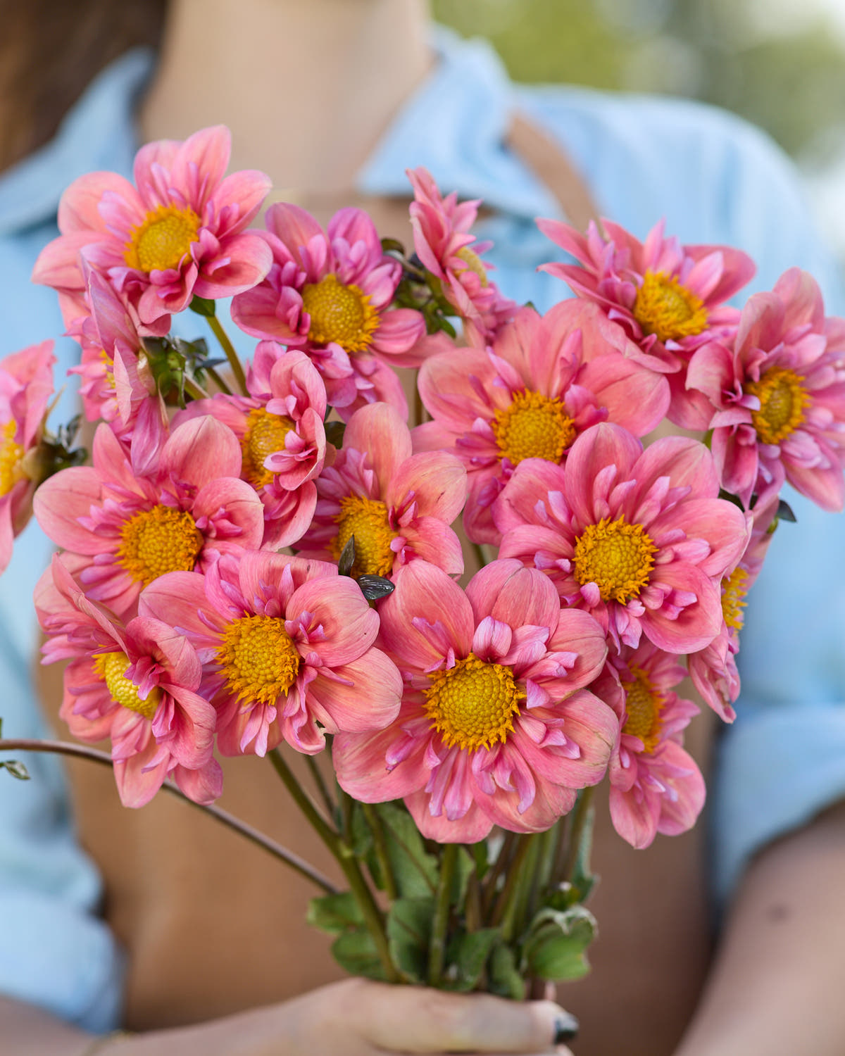 Dahlia 'Strawberry Bon Bon'