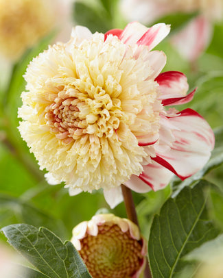 Dahlia 'Bon Odori'