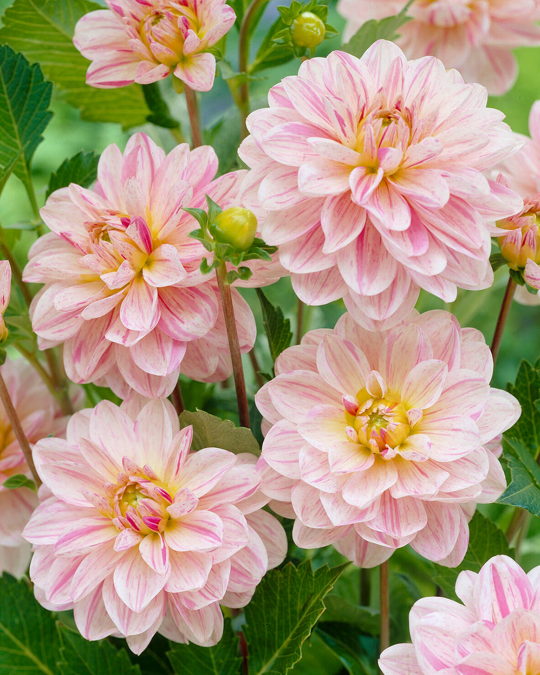 Dahlia 'Bonesta'