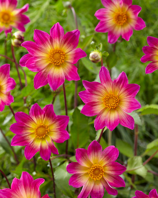 Dahlia 'Bright Eyes'