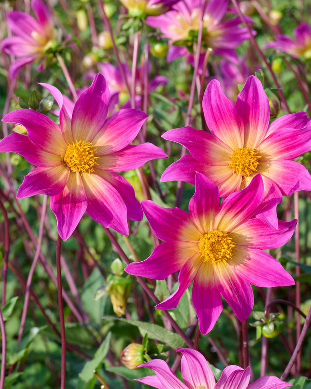 Dahlia 'Bright Eyes'