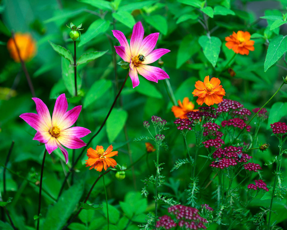 Dahlia 'Bright Eyes'