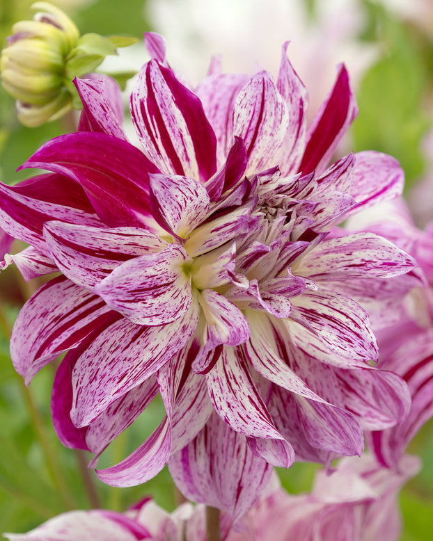 Dahlia 'Bristol Stripe'