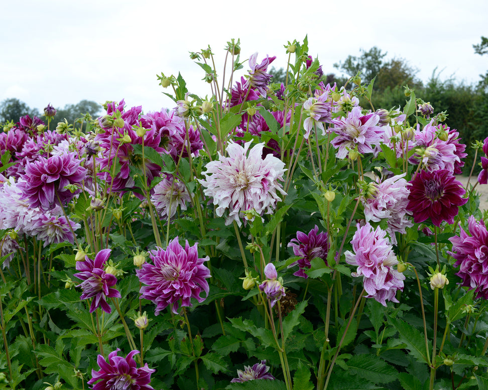 Dahlia 'Bristol Stripe'