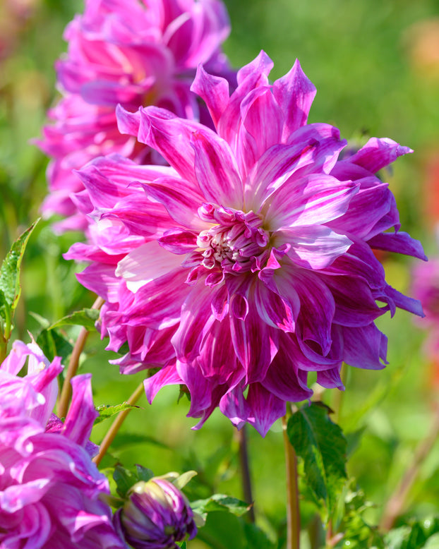 Dahlia 'Bristol Stripe'