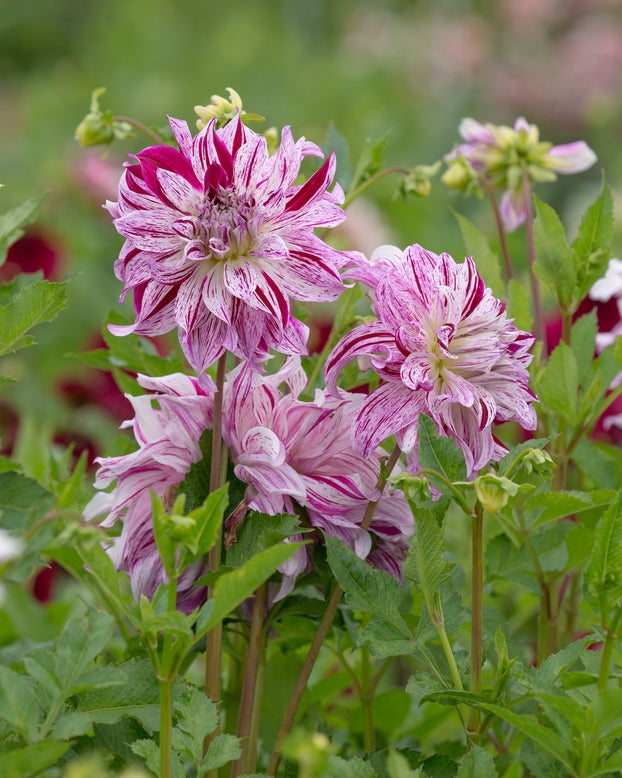 Dahlia 'Bristol Stripe'