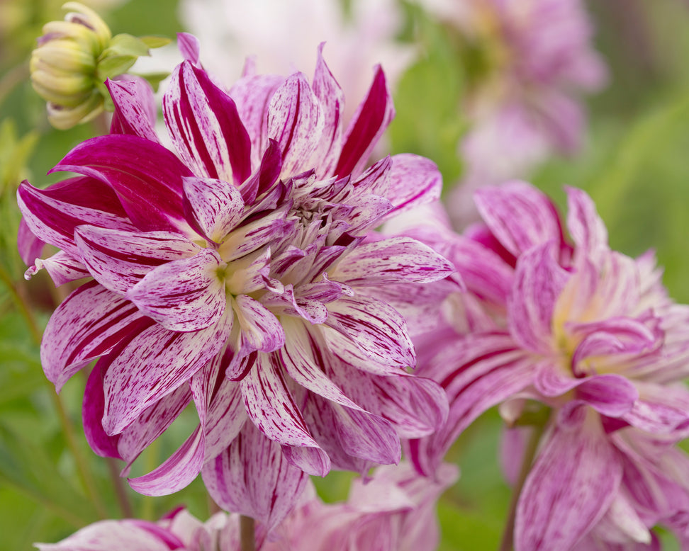Dahlia 'Bristol Stripe'