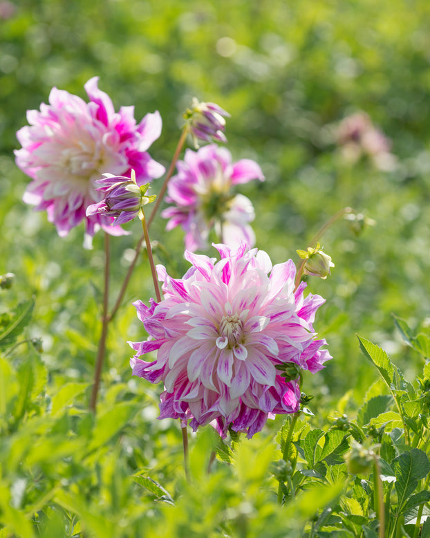 Dahlia 'Bristol Stripe'