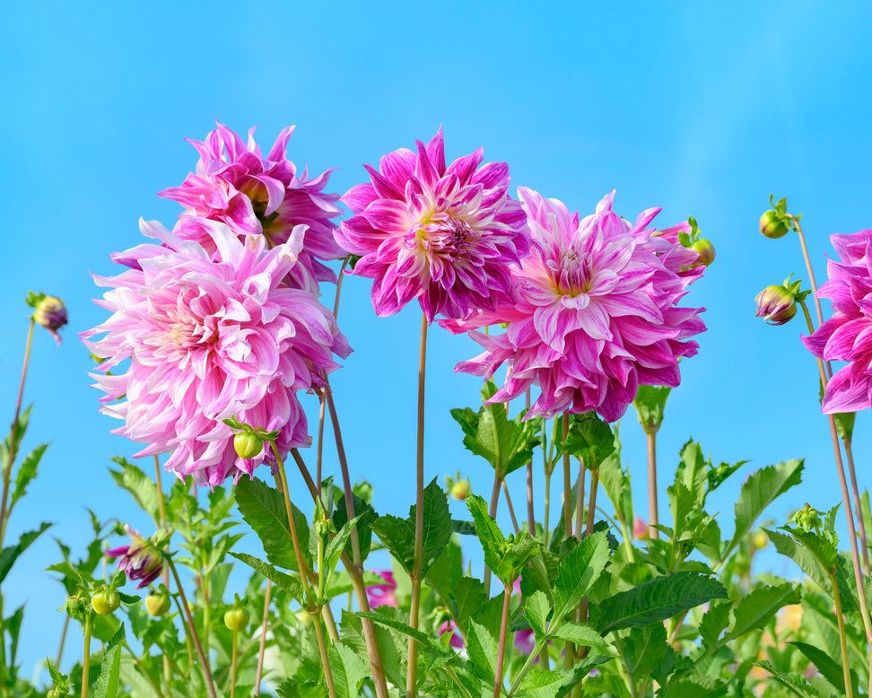 Dahlia 'Bristol Stripe'