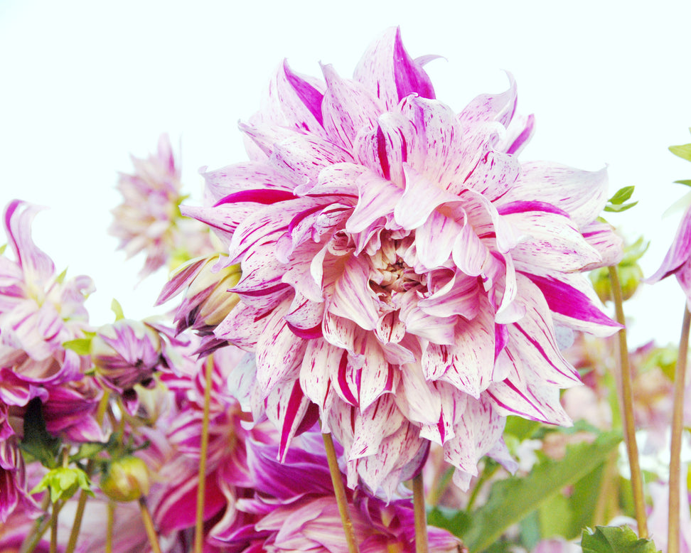 Dahlia 'Bristol Stripe'